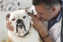 Veterinarian Examining Bulldog